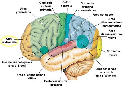 cervello-umano