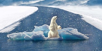 orso-polare-cambiamenti-climatici